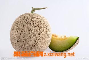 产妇可以吃小蜜瓜吗,产妇可适量食用小蜜瓜