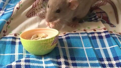 花枝鼠吃瓜,花枝鼠的夏日瓜果盛宴