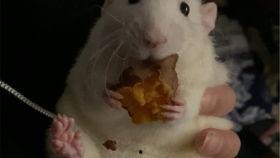 花枝鼠吃瓜,花枝鼠的夏日瓜果盛宴