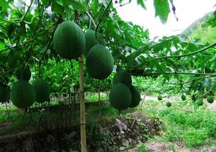 晚上可以吃吊瓜