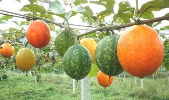 晚上可以吃吊瓜