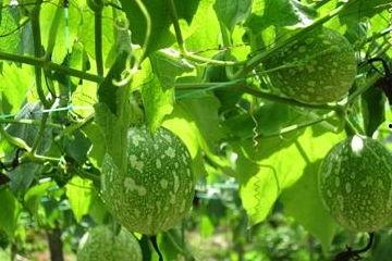 晚上可以吃吊瓜