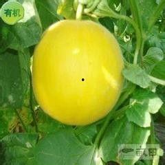 金宝瓜怎么吃,解锁美味新体验