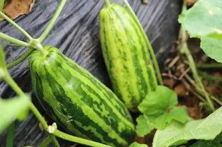 吃瓜的寓意,揭秘吃瓜背后的趣味与哲理