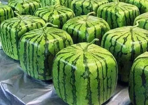 吃瓜的寓意,揭秘吃瓜背后的趣味与哲理