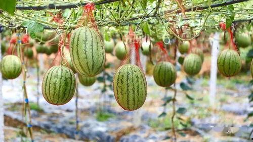 月溪村吃瓜,瓜香四溢的乡村生活画卷