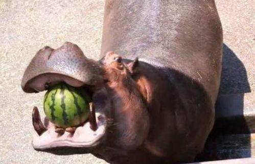 麻将研究河马吃瓜,揭秘麻将中的趣味策略与智慧对决