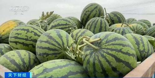 柬埔寨吃瓜网站,揭秘娱乐圈幕后故事