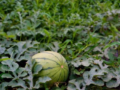 拉拉吃瓜,揭秘娱乐圈的甜蜜与苦涩