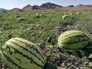 石头床吃瓜,石头床下的神秘瓜果传奇