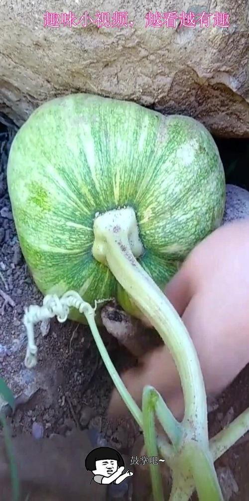 石头床吃瓜,石头床下的神秘瓜果传奇