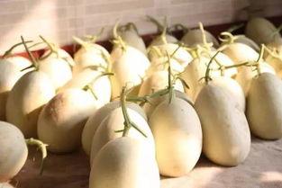 安心吃瓜群,揭秘网络社交圈的趣味与争议