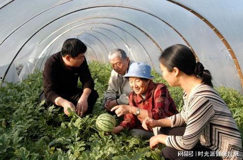 副科长吃瓜好吗,揭秘官场背后的趣味与思考