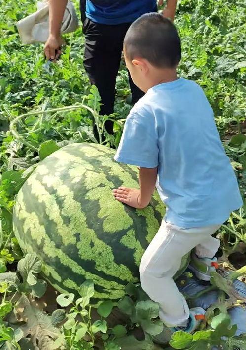 女子砸瓜吃瓜群众,吃瓜群众热议一幕
