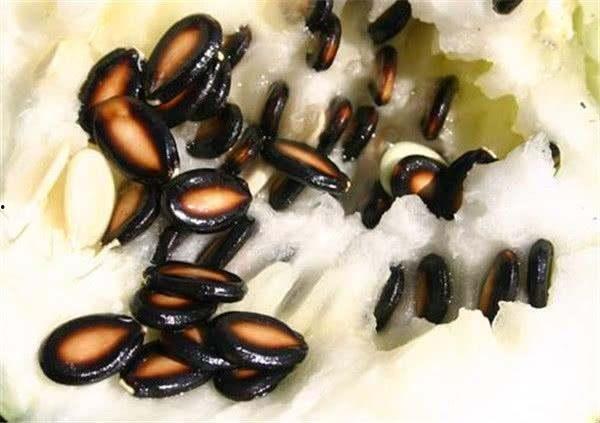 肺炎可以吃籽瓜吗,助力康复