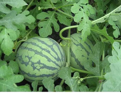 齐晓鹏吃瓜,揭秘娱乐圈幕后真相