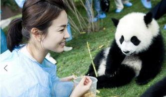 抱美女吃瓜熊猫视频,萌态十足引网友热议