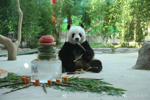 抱美女吃瓜熊猫视频,萌态十足引网友热议