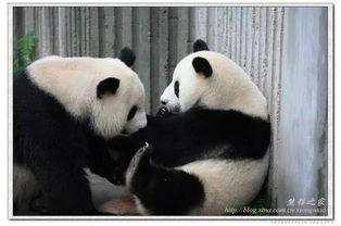 抱美女吃瓜熊猫视频,萌态十足引网友热议