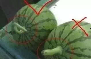 哪里能正确吃瓜,解锁夏日消暑新姿势