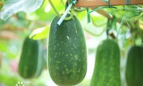 不知从何开始吃瓜,揭秘娱乐圈的繁华与喧嚣