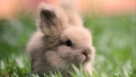 兔子吃瓜图片,兔子与瓜果的欢乐时光