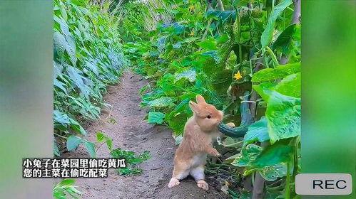 兔子吃瓜图片,兔子与瓜果的欢乐时光