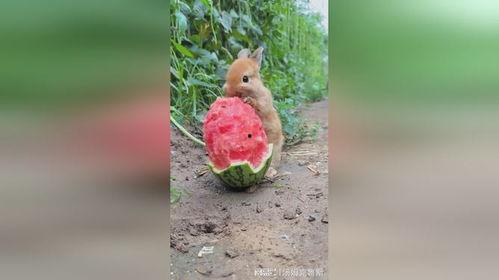 兔子吃瓜图片,兔子与瓜果的欢乐时光