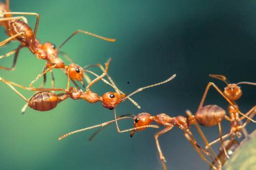 英国留学吃瓜蚂蚁,吃瓜蚂蚁视角下的留学生活点滴