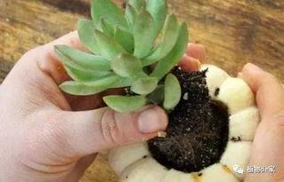 多肉吃瓜录屏,趣味横生的植物世界揭秘