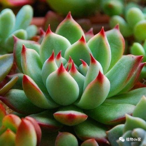 多肉吃瓜录屏,趣味横生的植物世界揭秘