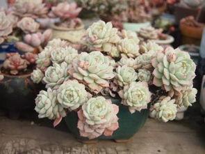 多肉吃瓜录屏,趣味横生的植物世界揭秘