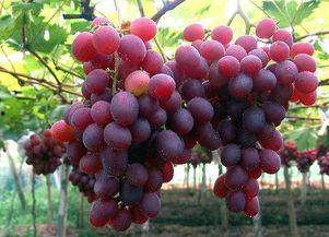 网红吃瓜葡萄,瓜果飘香引热议