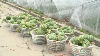 泰州本地吃瓜,夏日消暑新风尚