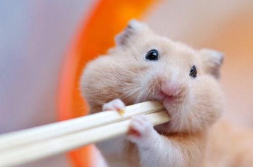 仓鼠吃瓜卡通,仓鼠卡通吃瓜趣事