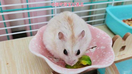 仓鼠吃瓜卡通,仓鼠卡通吃瓜趣事