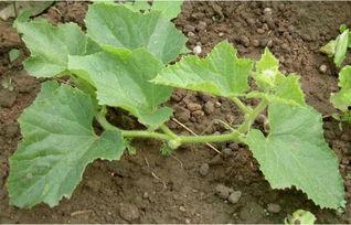 王大爷种花吃瓜,种花吃瓜乐无边