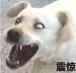 吃瓜表情和狗狗表情,捕捉欢乐瞬间