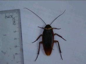 带你吃瓜南方蟑螂,带你领略独特食文化中的“美味”瓜果