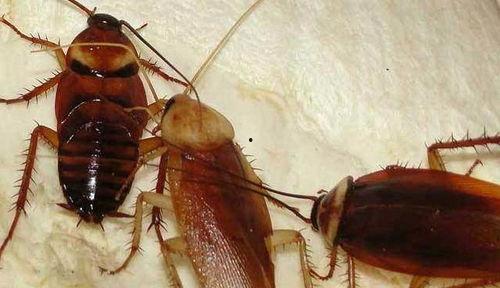 带你吃瓜南方蟑螂,带你领略独特食文化中的“美味”瓜果