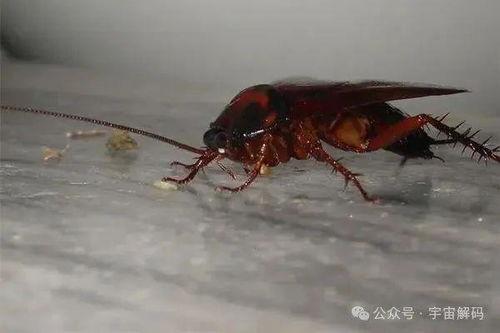 带你吃瓜南方蟑螂,带你领略独特食文化中的“美味”瓜果