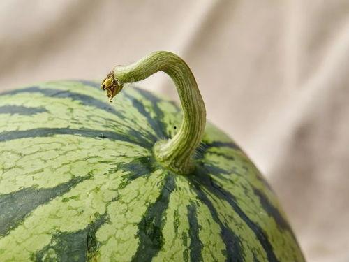 吃瓜人组,网络舆论场中的“瓜农”与“瓜民”