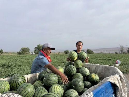 大脚吃瓜,揭秘娱乐圈的“瓜田”奇闻轶事