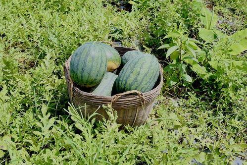 田里找瓜吃的,体验“田里找瓜吃”的田园乐趣