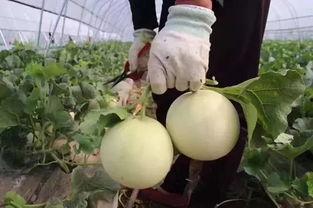 田里找瓜吃的,体验“田里找瓜吃”的田园乐趣