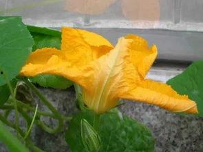 田里找瓜吃的,体验“田里找瓜吃”的田园乐趣