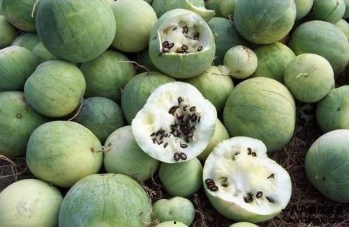 汉朝吃的瓜,探寻汉朝瓜果美食文化