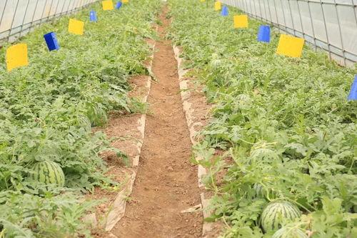 石首瓜怎么吃,解锁美味新体验