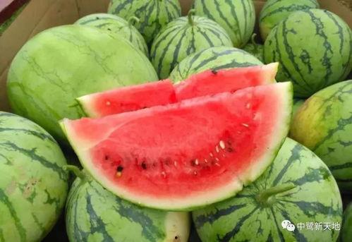 日职吃瓜,吃瓜群众揭秘赛场背后的精彩故事