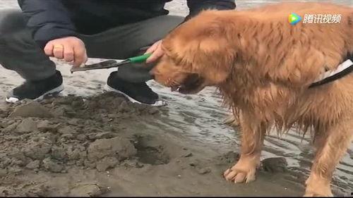 金毛轮胎吃瓜,金毛轮胎与吃瓜群众的欢乐时光